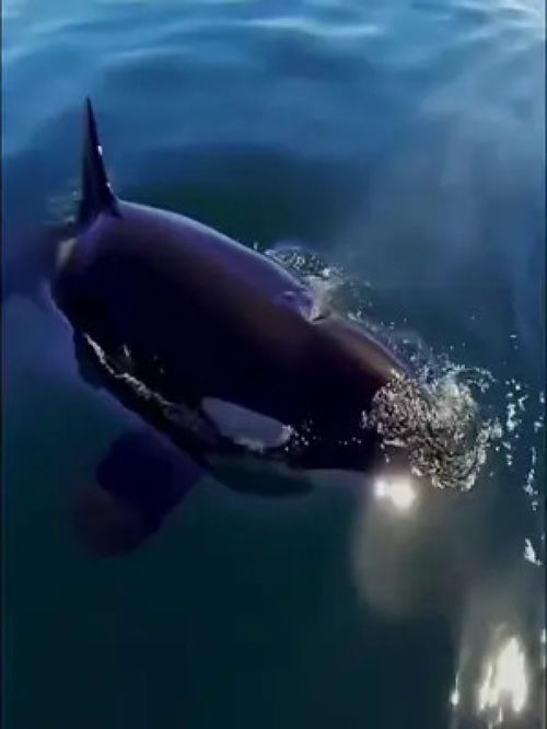 海洋生物 虎鯨