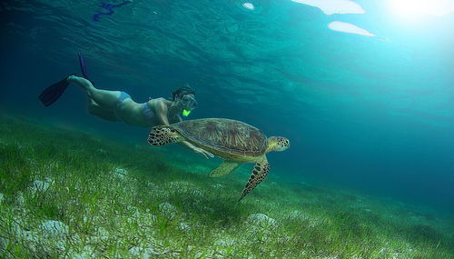 可愛(ài)的海洋生物 國(guó)外攝影師拍攝海龜照片