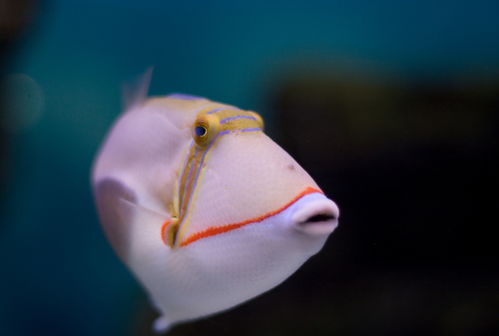 海底生物高清圖片素材 攝影圖 下載至來(lái)源處