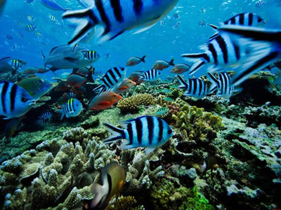 全球海洋變暖空前加劇 海洋生物面臨困境